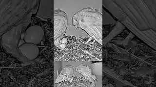 congrats! #owls #israel updates Dr. #motticharter #chartergroupbirdcams #birds #animals