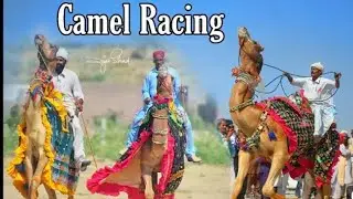 Camel Racing in Thardesert Pakistan #camel #animals #camel_racing #camellife #camelsofdesert #viral 