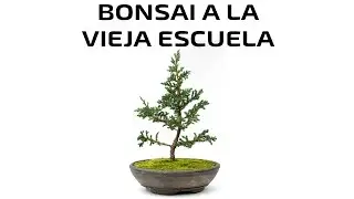 Bonsai de Crecimiento Lento - Técnicas con Musgo - Trasplantado - Experimento