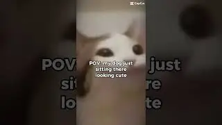 POV : my cat sitting there 🐱 #meme #trending #ohio #oh #trend #edit #cats