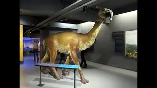 Aplicando la f&iacute;sica para inferir el comportamiento de Macrauchenia patachonica.
