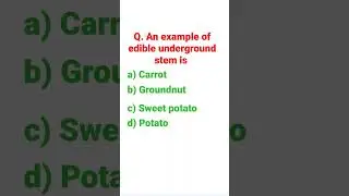 An example of edible underground stem is #Biology MCQ