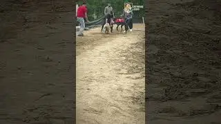 Greyhound race #dog #racing #punjab #trending #shorts