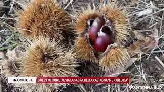 22 OTTOBRE 2025 - TRAMUTOLA DAL 24 OTTOBRE AL VIA LA SAGRA DELLA CASTAGNA &ldquo;MUNAREDDA&rdquo;