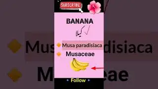banana botanical name family |#banana #bananas #nomenclature #botanicalname #plants  #viral #shorts