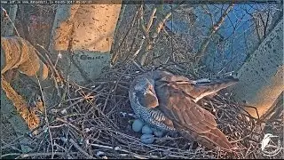 2017/05/03 05h47m Northern Goshawk~Margo shows us still five eggs~