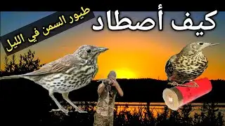 كيف اصطاد طيور السمن في الليل 2021