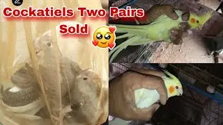 Cockatiel Parrots Young Pathaye Sold Out | Cockatiel Parrots Farming | Bird Farming | Pets Vlog 