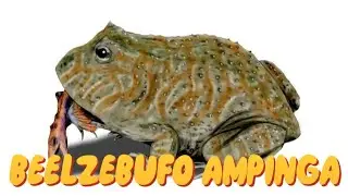 DINOPEDIA: BEELZEBUFO AMPINGA