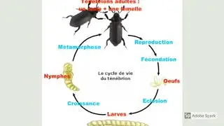 Sciences & techno C3 - Cycle de vie du t&eacute;n&eacute;brion
