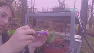 Planting Cuttings