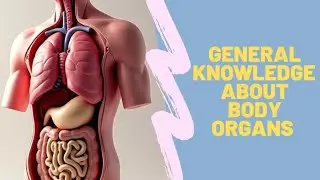 Human Anatomy & Organ Systems Explained | Educational Video on the Human Body | #3d #anatomy #organs