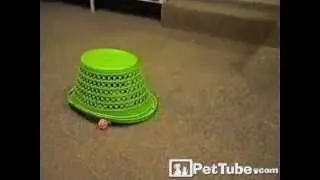 Kitty Kicks the Ball- PetTube