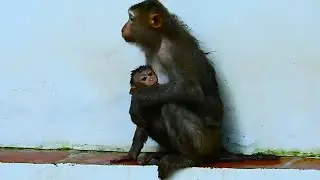 Rainbow monkey finding Libby to hug her during rain, but Libby not hug Rainbow