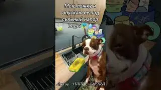 Каа  же долго я не снимала видео 😭#котики #смех #2024 #посуда #юмор