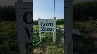 Amish Corn Maze