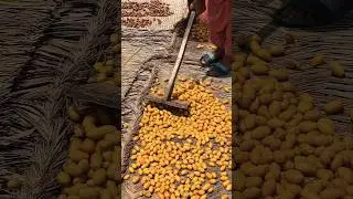 Juicy dates are made like this in factories #shorts