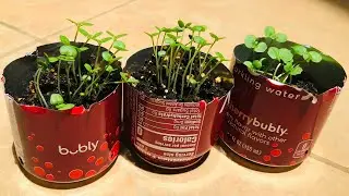 How to Grow Shiso from Seed + Plant Update!