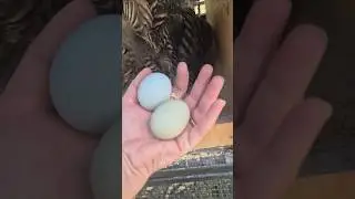 Back to #collectingeggs 🥚🪺 #eggcollecting #backyardchickens #Australia #eggs #chickens #hens #shorts