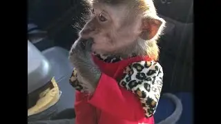 5 week old baby monkey Lula bottle feeding 🐵🍼🍼♡
