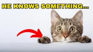 Feline Mysteries: Why Do Cats Act So Strange?
