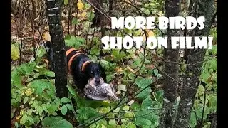 Springer Spaniel Ruffed Grouse Hunting (2 More Birds and Importance of a Dog)