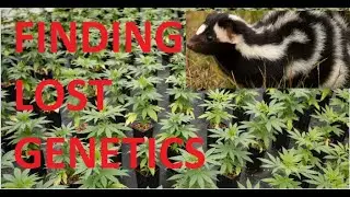 Pheno Hunting OLDSCHOOL LEGENDARY Strains! Conspiracy talk (Skunk Haze Psychedelic Sativas)