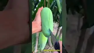 #greenmango #greenmangojam #greenmangomore #How to cut green mango