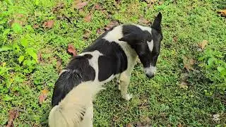 A forest expedition with Channa Aiya and three hunting dogs, searching for game ☝️ #nature #animals
