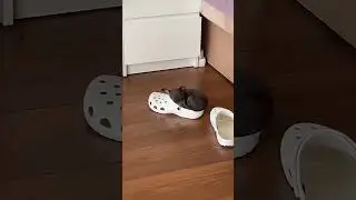 Comfy croc #cutecats #lol #haha #awe #cute #kitten