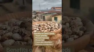 What are the benefits of Castor Seeds?
