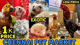 Chennai Broadway Pet Market 2024 | Buy & Sell any Pets Here | Mannady Kozhi Market | #petvlog