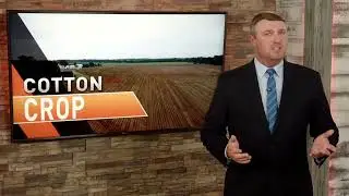 Cotton Crop Progress: Texas Panhandle Sees Roller Coaster of Weather