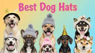 TOP 5 Best Dog Hats 2026 | Funny Dog Hats