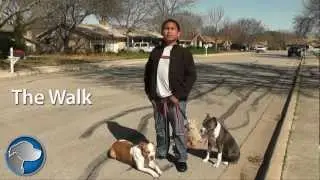 Canine Behavior Solutions