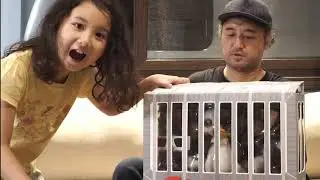 Tori and Rap unboxing an undercover gilapple light and medicom gremlins gizmo with 3d glasses