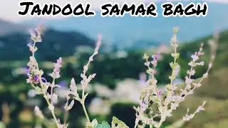 Jandool Samar Bagh|| Lower Dir || Beautiful view || village life ||