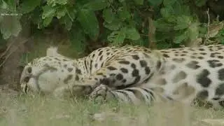 Jaguar Footage 2 - Red Dragon - most clips 5K 60 fps - Ungraded footage