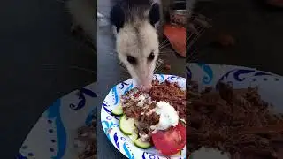 Opossum eating cat food, sour cream, tomato and zucchini #animals #opossum #shortvideo #shorts