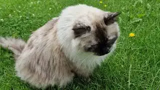 Ragdoll cats enjoying garden life 😊😊😊