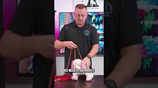 Обучение йоркширского терьера давлению поводка