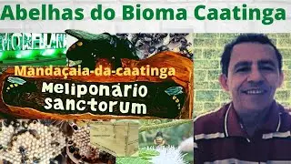 Multiplica&ccedil;&atilde;o de Manda&ccedil;aia-da-caatinga com confinamento