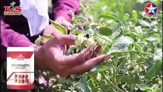 Best Hybrid Variety | ICS Paradise | Tomato production | Farmer is Happy to cultivate Tara seed