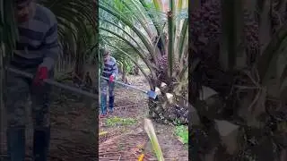 The process of harvesting palm kernels from palm trees