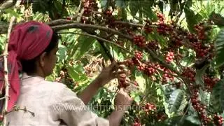 Woman harvesting coffee beans in Karnataka, India