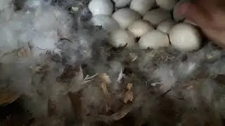 QUANTOS OVOS A PATA BOTA PRA ENTRAR EM CHOCO?