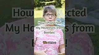 How I Protected My Hazelnuts from Beetles