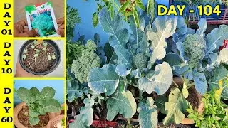 Winter Mein Terrace Garden Par Broccoli Kaise Ugaye || One Pot, Big Broccoli