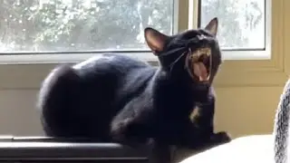 Cat Singing Blues - Badu Is Showing Off His Skills