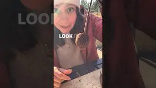 Как колоть чёрные грецкие орехи 🔨 Самый простой способ! #шорты #чёрныегрецкиеорехи #собирательств...